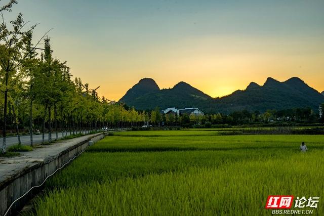 秋游时刻丨向稻浪深处出发：奔赴田心村，将秋日收藏成诗