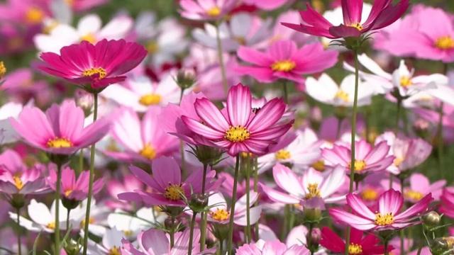 冬日粉色浪漫藏不住了！江门邀你赴约→