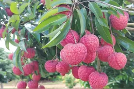 全“荔”以赴，揭阳惠来举办荔枝新品种观摩品鉴助推“百千万工程”提质增效图片