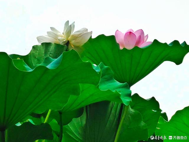 四季湖荷花盛开，千姿百态醉游人