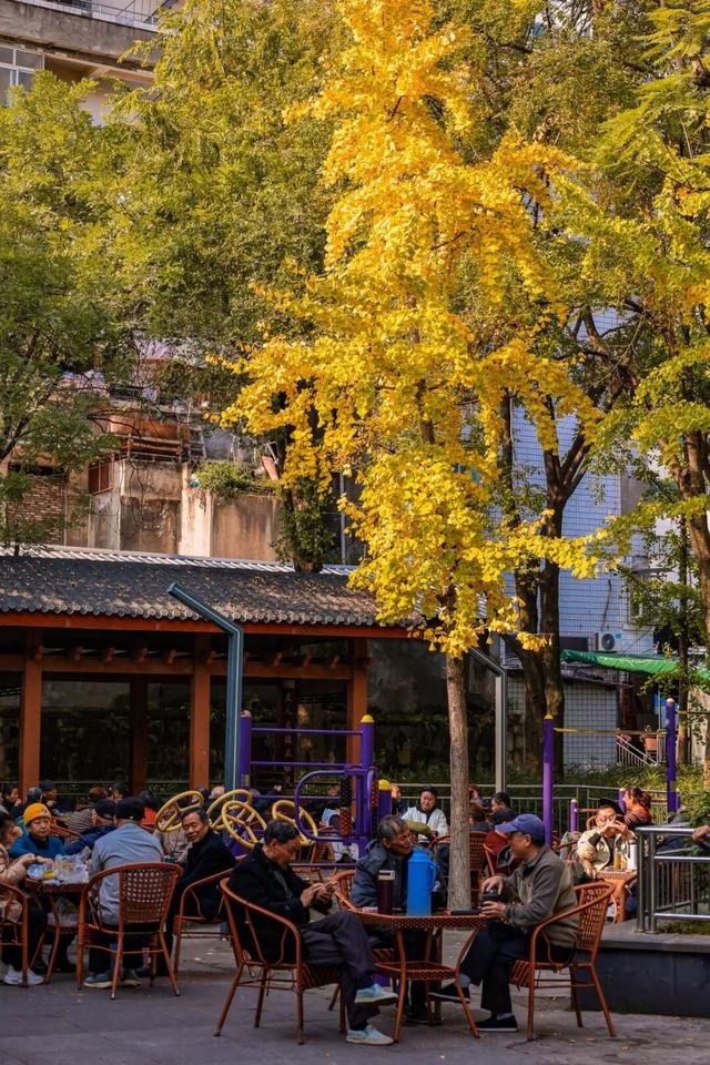 宜宾，含“金”量超高！