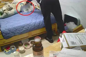 杭州一“喵星人”立大功，看到陌生人进屋，向邻居“报警”图片