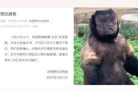 国字脸猴子“大壮”去世，合肥野生动物园：初步诊断死因为心肺功能衰竭视频封面