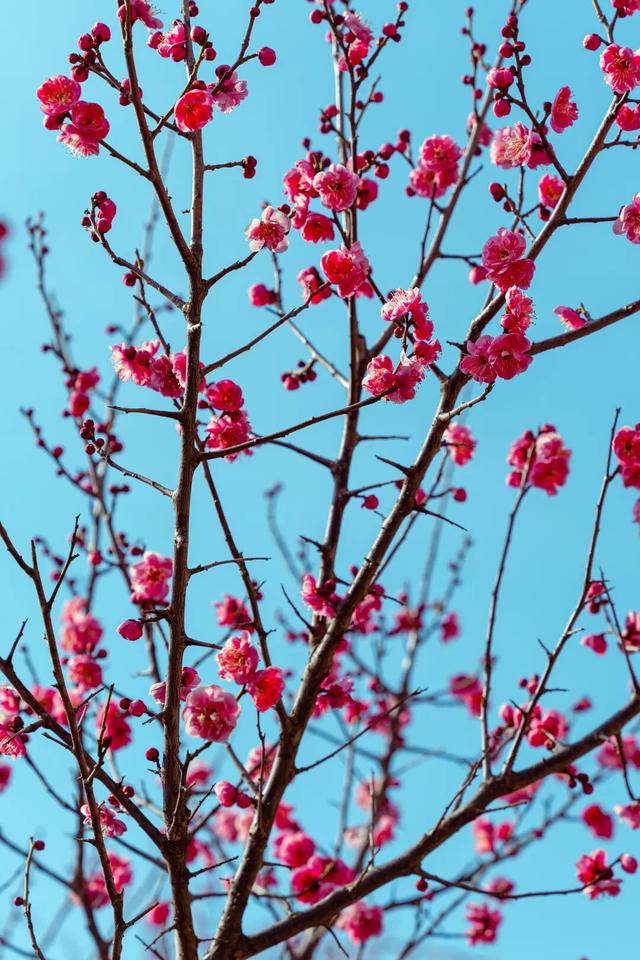 气温直冲20℃！第一波赏花的人已出发