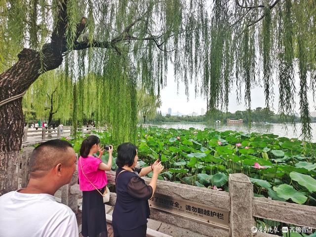 明湖垂柳曼妙多姿，游人如织景致如画