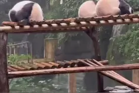萌翻啦！大熊猫掩耳盗铃式躲雨图片