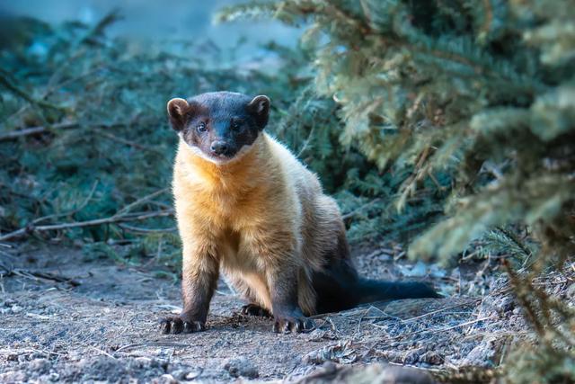 东北秋景天花板,错过再等一年
