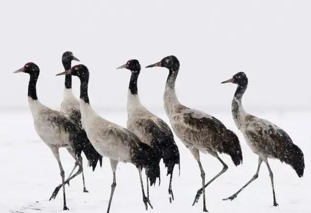 科考旅行｜秘境山南生态考察报名