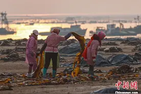 “中国海带之乡”山东荣成：海带采收晾晒忙图片