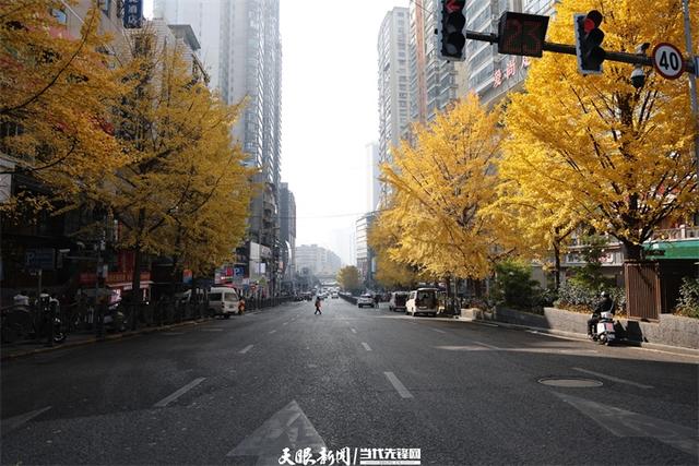 金色银杏与车流共舞,贵阳文昌南路上的“限定冬景”