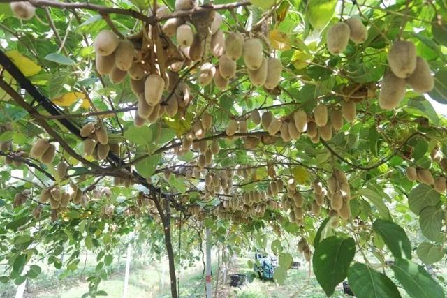 旅超大赛！金山主打“免费潮”，周末快来薅羊毛