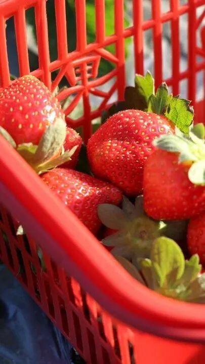 平时不出门，但如果是翔安的果蔬熟了，那我得跑着去！