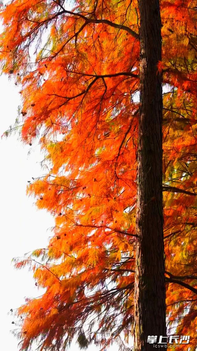 望城白马巷，红杉炫丽冬之美｜组图