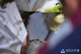 福田一工地蚊虫孳生，易发登革热，执法人员开出罚单责令整改图片