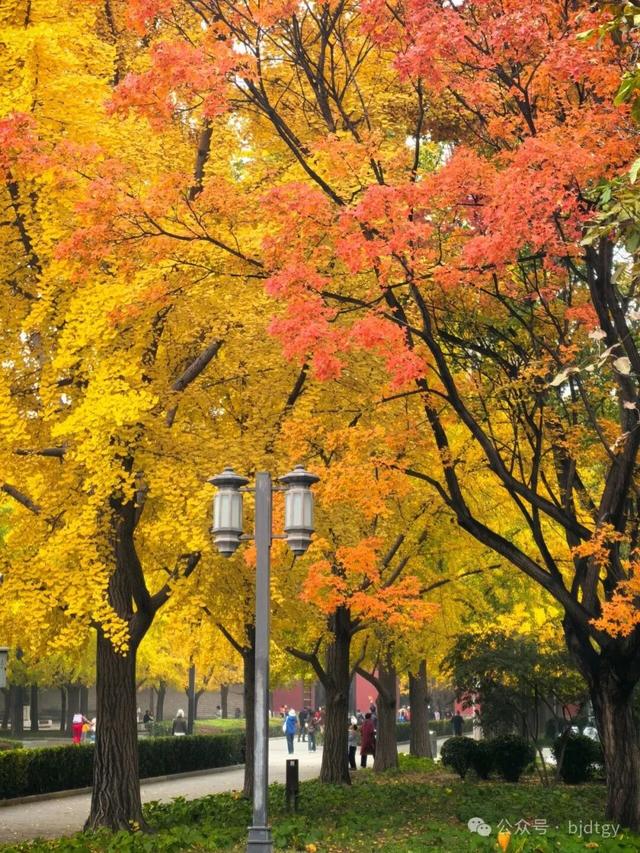 不必扎堆地坛公园！东城区赏秋攻略，一图收藏