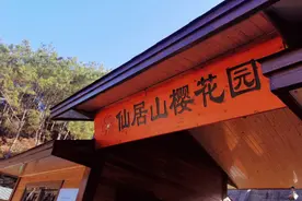 好美啊！大田这里的樱花开好了图片