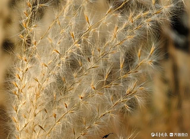 沂河岸边荻花开，如诗如画随风摆