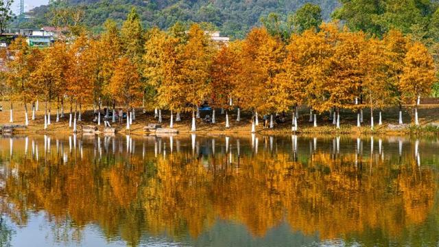 进入观赏期！东莞多处落羽杉，红了！