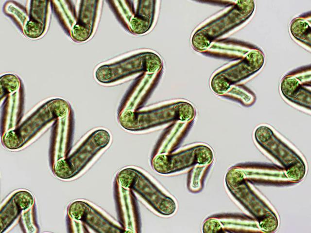 今年最抽象的网红饮料，从英国火回内蒙老家