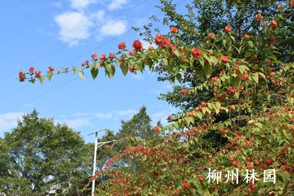 柳州市螃蟹岭公园边坡生态景观初见成效