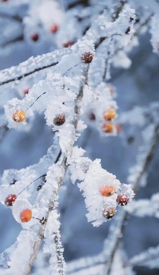 江西一夜入冬，可是雾凇怎么会这么好看！