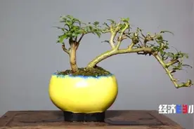 火爆！直播年销售1.8亿元！这里的小盆景，带来大生意图片