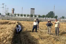 北京小麦新品种实收单产超千斤，杂交小麦增产潜力较大图片