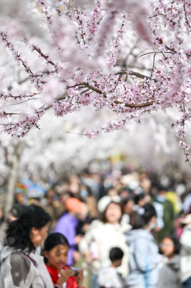 呼和浩特：青城桃花开