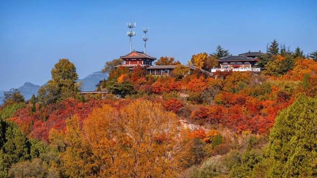 漫山红透！济南红叶谷把秋日色彩玩到了极致