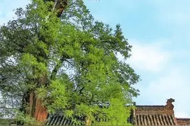 【古韵甘肃】“陇上第一民居”——胡氏民居南宅子图片