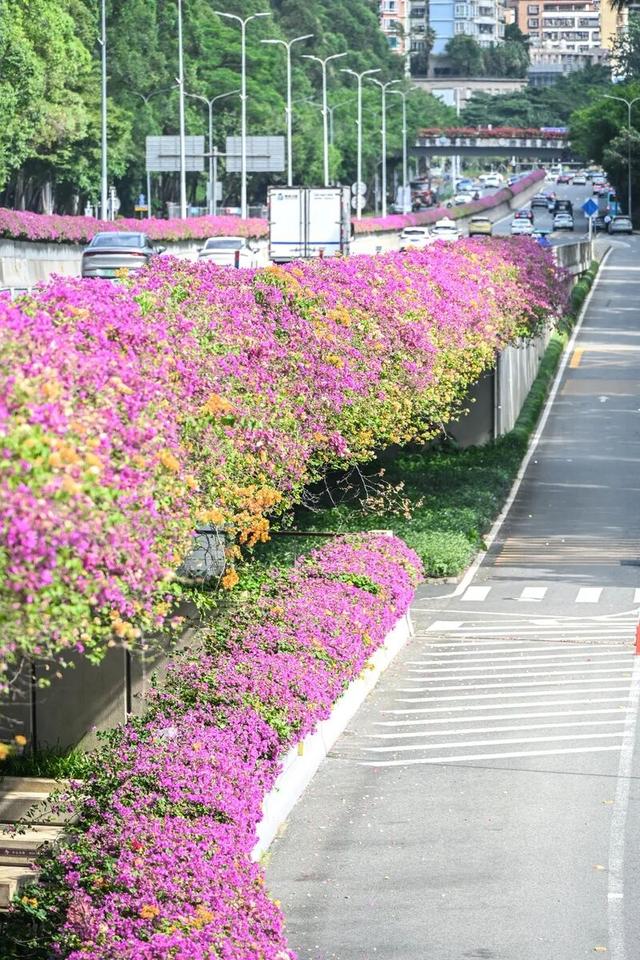 深圳知名景区紧急通知！