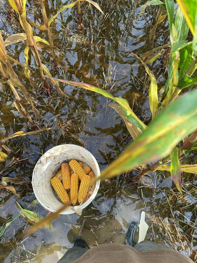 河南玉米收获季遇持续阴雨