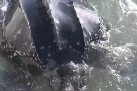 150公斤！浙江渔民捕到一个“大家伙”！来头还不小图片