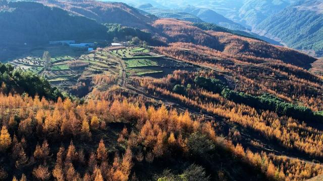 朱提文苑 | 龙树深秋里，山岭铺鎏金