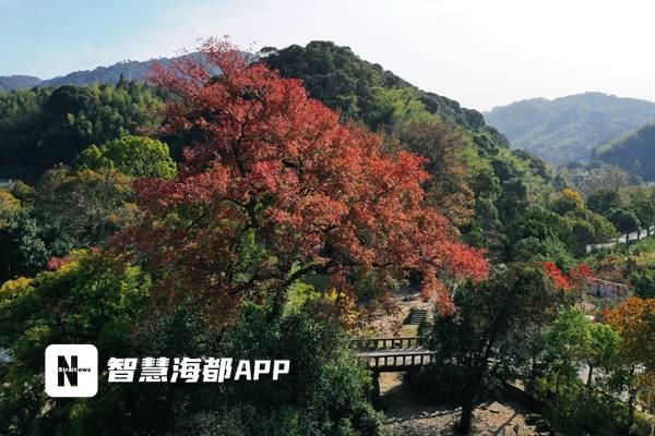 九峰村红枫银杏交织成画，成福州人周末游新宠