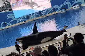 上海海昌海洋公园虎鲸表演时有血迹？园方：与伙伴嬉闹轻微擦伤图片