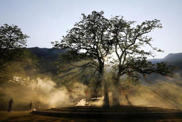 「听 · 吧」云裹核香漫山来