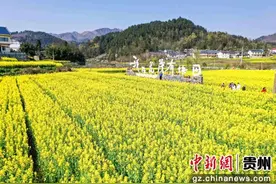 贵州遵义花茂村：油菜花海惹人醉图片