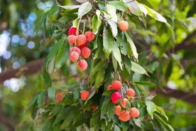 夏蝉鸣荔枝红！快来品尝这一口夏日鲜香！图片