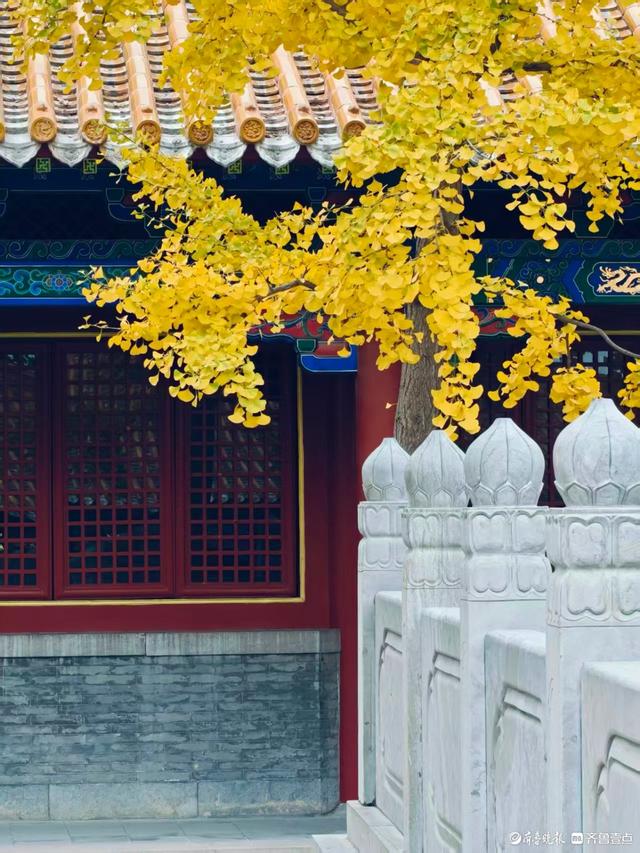文庙秋韵，金叶叩红墙