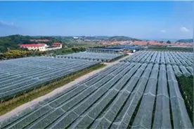 山东省烟台市：深耕农业强市战略 绘就产业发展蓝图图片
