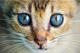 拥有“猫咪”般的眼睛可能并不酷图片