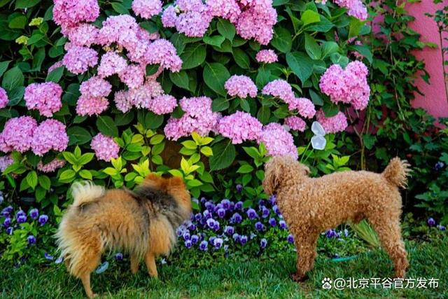 不知道去哪玩儿？夏各庄镇3大宝藏打卡地好玩又出片
