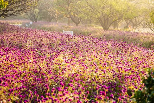 现在的金山是什么颜色？答案藏在这片…