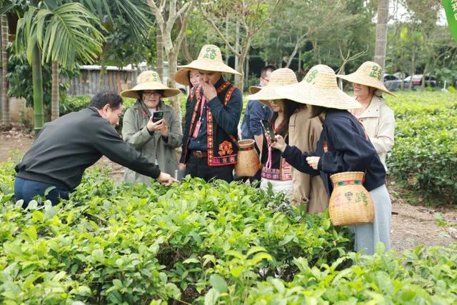 人民网多语种记者走进白沙 感受茶文化与黎族风情魅力