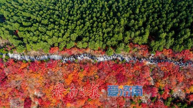 一年四季 泉在济南丨蝎子山：半山红翠绘秋章