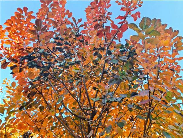 彩林映湖光 泰山虎山公园初冬画卷引客来