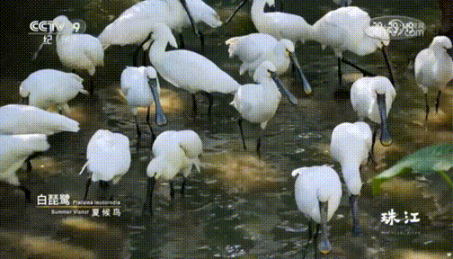 央视热播纪录片《珠江》中的南沙→