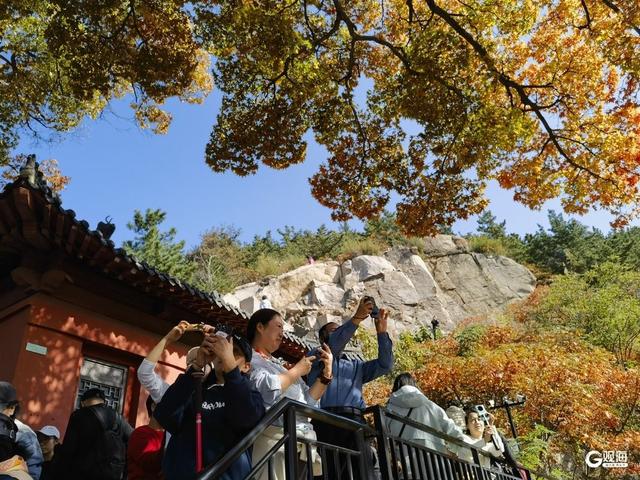 赏叶正当时！崂山这株古槭树走红