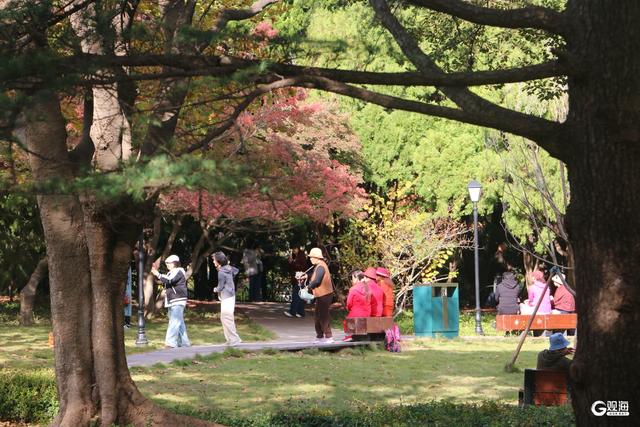 缓扫一片秋，赴青岛的五彩之约